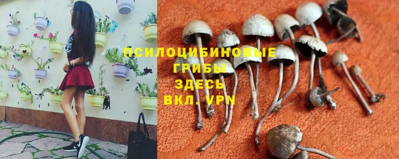 где найти   Карабаш  Галлюциногенные грибы Cubensis 